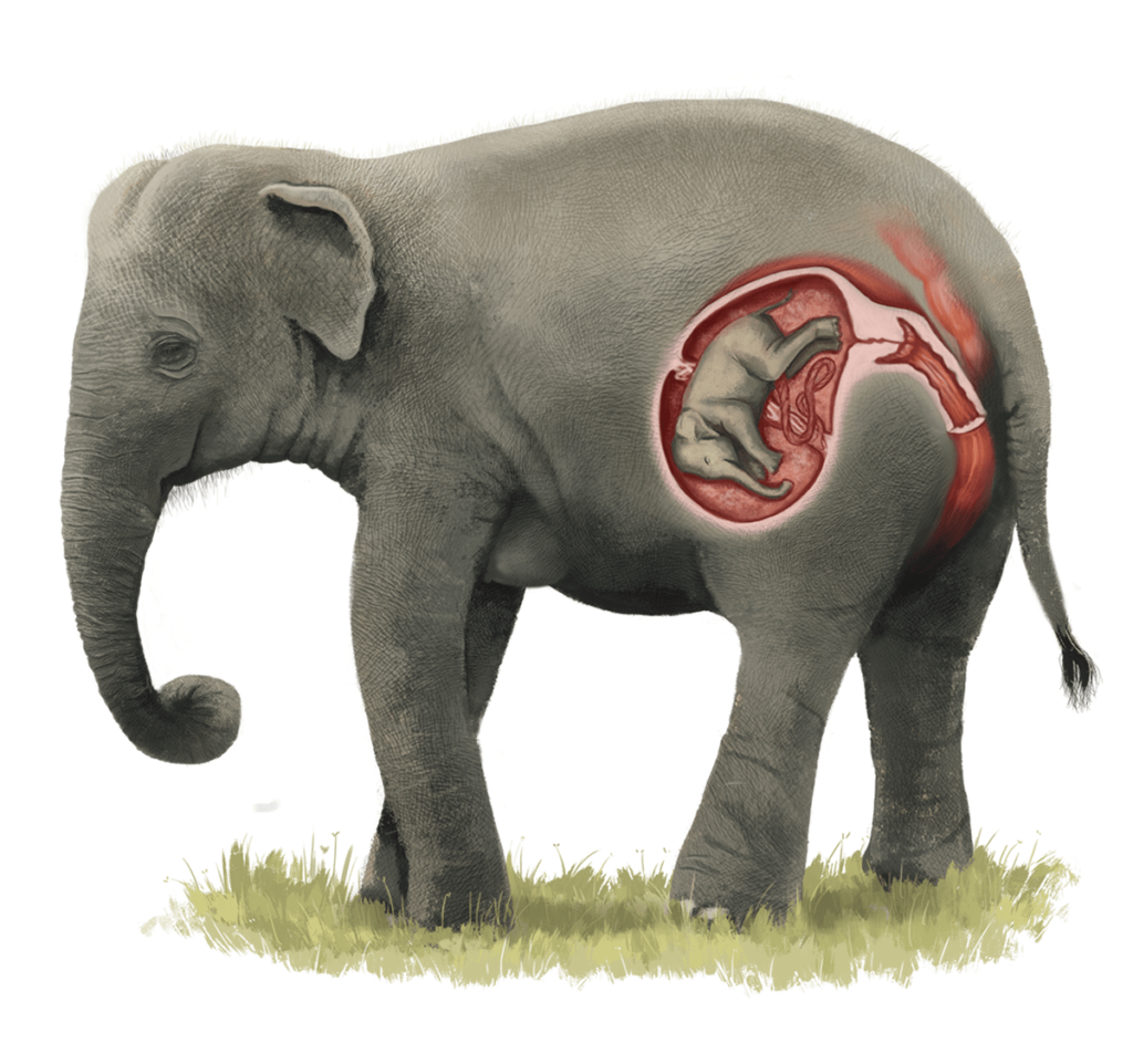 pregnant elephant illustration